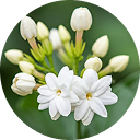 Jasmine